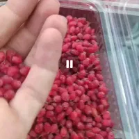 زرشک دانه  تازه عمده فروشی 5تن کارتن جزیی