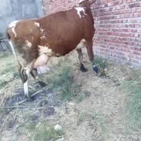 گاو سیمنتال با گوساله