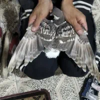 کفتر یا کبوتر