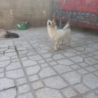 سگ اشپیتز