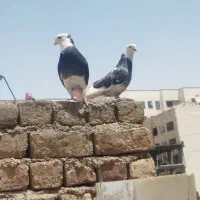 کفتر شازده،طوقی،کلدار