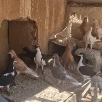 ۱۰تا جوجه ۳پر ذات درست