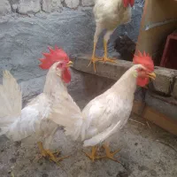 خروس