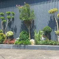 خدمات باغبانی باغچه کاری و اپارتمانی انجام می شود