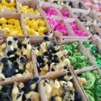 انواع جوجه۱ روز طیور گوشتی تخم گذار زینتی تخم نطفه