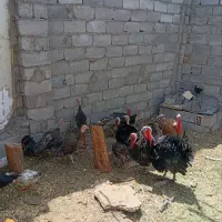 نر ماده|حیوانات مزرعه|بم, |دیوار