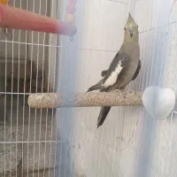 عروس هلندی معاوضه