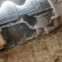 دمگیرخرقه|پرنده|اصفهان, زاجان|دیوار