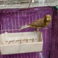 سهره قناری و قناری