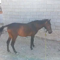 اسب نر|اسب و تجهیزات اسب‌سواری|بهبهان, |دیوار