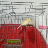 دوقناری‌نره