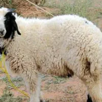 بز کهره دار، میش،بره در کوار