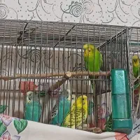 مرغ عشق