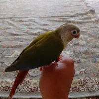 طوطی گیرینچیک