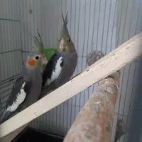 عروس هلندی