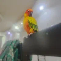 طوطی خورشیدی