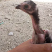 جوجه لاری