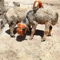 بره قوچی و میش بختیاری