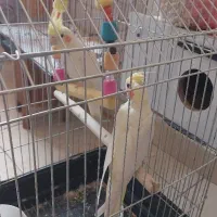 عروس هلندی مولدجفت