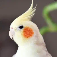 عروس هلندی گمشده محله چقامیرزا2 دانشگاه سما