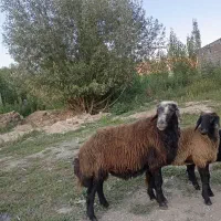 قوچ قزل