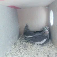 فروش جوجه عروس هلندی