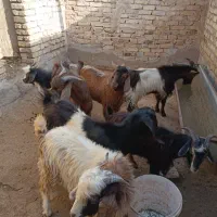 بزغاله