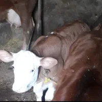 گوساله سیمینتال شیری