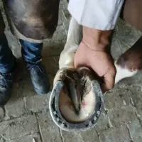 نعلبندی و قیار