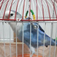 جفت کوتوله برزیلی