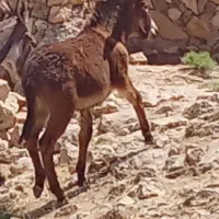 یک عدد قوو نر