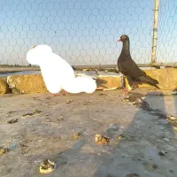 زیل‌ماده