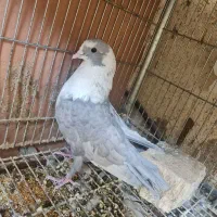 کبوتر مخمل الماسی نر و یک جفت مخمل سیاه  (مخملی)