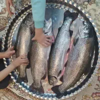 فروش ماهی قزل‌آلا بصورت زنده