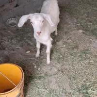 بزوکره