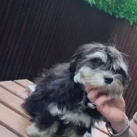سگ گمشده