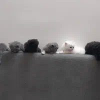 سرمه ونیلدا