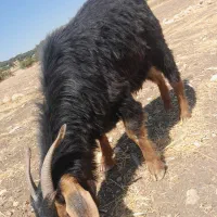فروش یک جفت بز جوان