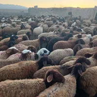 روغن زرد درجه یک ضمانتی از میش فروشی