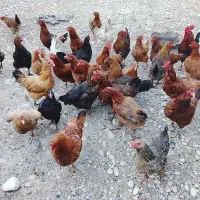 20عدد مرغ مهران