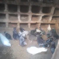 کفترالمانی