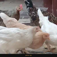 مرغ گلین زیبا