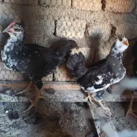 جوجه طاقچه مرغ خروس گلین ریش کاکلی