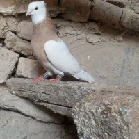 کبوتر