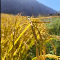 فروش چلتوک چلتیک چیتاب صالحان