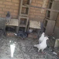 نر و‌ماده و جوجه