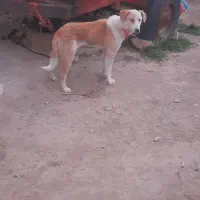 سگ زرنگ|سگ|دهگلان, |دیوار