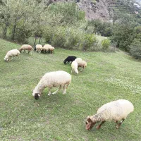 گوسفندنر