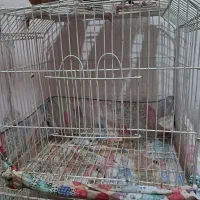 قفس جفتگاه و پرنده