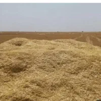 کاه گندم آبی